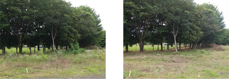 Tochigi Plant: Maintaining the site's greenery area (Left: Before, Right: After)