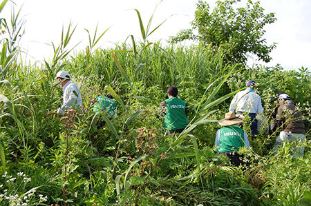 外来植物除去活動の様子