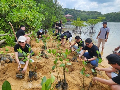 Mangrove tree planting